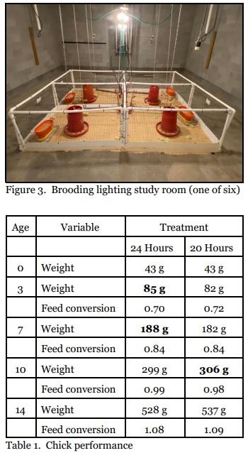 Do Chicks Benefit From 24 Hours of Light? - Image 3