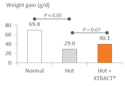 Impact of heat stress on poultry: How to reduce the impact on birds and prevent losses of performances during the summer period? - Image 2