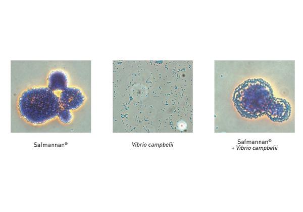 Preventing disease in Aquaculture - Image 3
