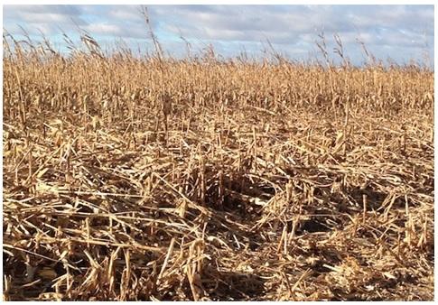 Crop Quality Hurt by Rains - Image 2