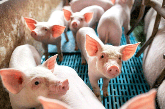 STABILIZED RICE BRAN IN ANTIBIOTIC-FREE DIETS