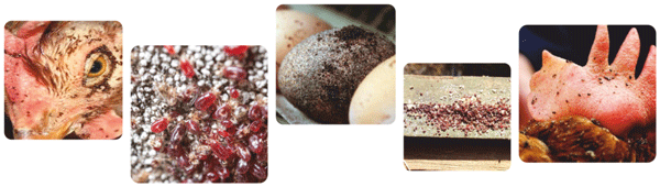 Growing Impact of Red Mites (Dermanyssus gallinae) on Birds: A Complete Guide - Image 1