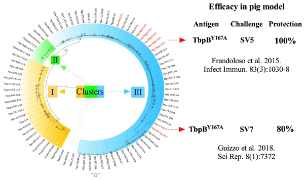 Figure 4. Sequence diversity of TbpBs from porcine pathogens. Maximum likelihood tree demonstrating the overall diversity of TbpBs from G. parasuis, A. pleuropneumoniae and A. suis. Leaf labels identify the strains from which TbpB sequences were obtained and indicate their species and serovar, if known (NT = Nontypeable, Unk = Unknown). The sequences are rooted by the three sequences with a white background, which are the secondary TbpB-like genes. The sequences clustered into three main groups (Group I = yellow background, Group II = green background, Group III = blue background) with high confidence. The branch support values are displayed. The efficacy of vaccines based on TbpBY167A which belongs to cluster III is highlighted in the right painel. Figure adapted from Guizzo et al. (2018). 