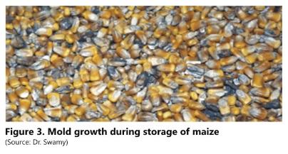 How many mycotoxins should be analyzed in Indian Poultry Feeds and Raw Materials? - Image 3