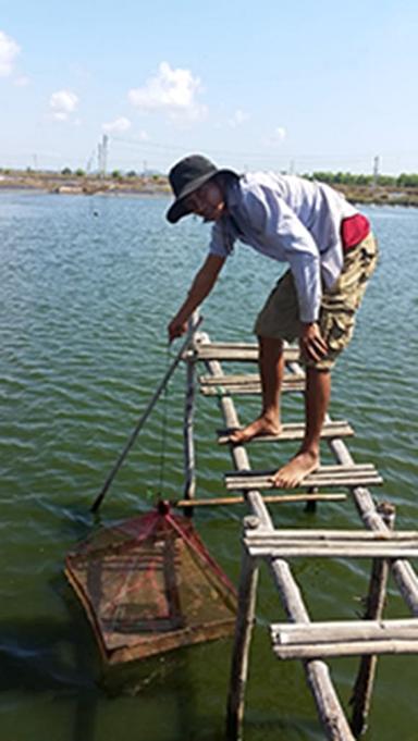 Promising results from field work in Se Asia on preventing White Feces Syndrome in white shrimp using a functional feed additive - Image 1