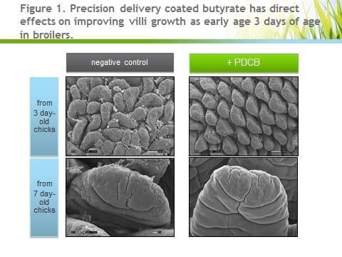 Antibiotics Alternatives: the multiple effects of butyrate - Image 1