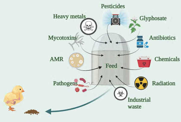 Figure 1 - Possible feed contaminants that can disrupt early gut colonisation. Created with BioRender.com