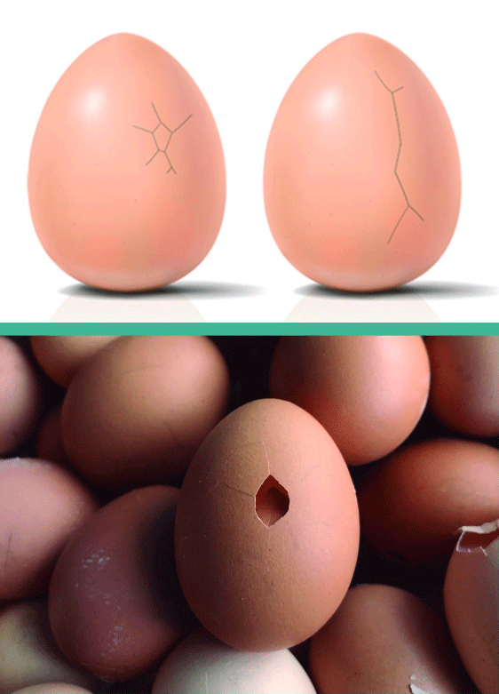 Effects of mycotoxins on eggshell quality: interference with the metabolism of vitamin D