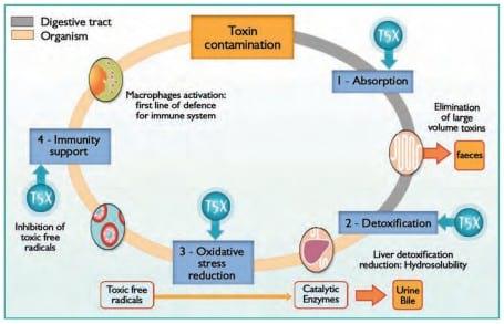 Management of mycotoxin contamination in raw materials and feeds - Image 8