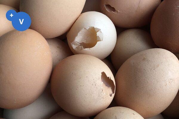 Principal causes of cracked eggs - Image 1