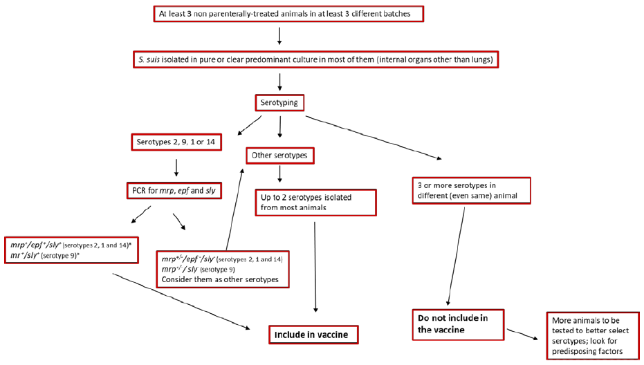 IPVS - Struggling to control Streptococcus suis disease in the context of antibiotic reduction - Image 1