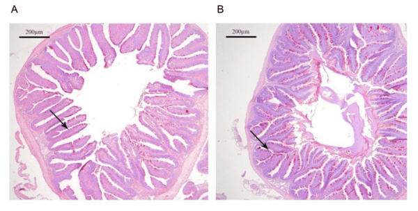 Boosting tilapia performance - Image 3