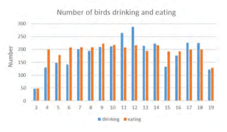 Figure 3 - The number of birds drinking and eating within the observation area in an entire day, where the horizontal axis represents the time of the day and the vertical axis is the number of birds counted