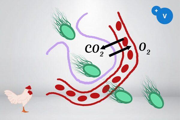 How to use essential oils to mitigate the risks of respiratory colibacilosis - Image 4