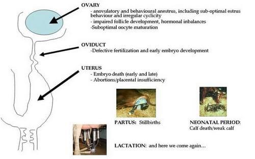 Reproductive Performance in High-producing Dairy Cows: Can We Sustain it Under Current Practice? -Part III - Image 1