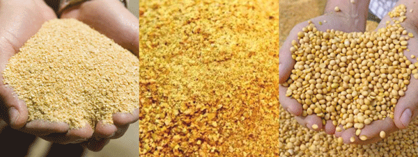 Alternative protein strategy for poultry feed, an economic approach towards feed formulation - Image 1