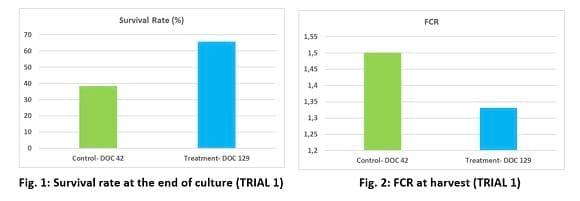 Promising results from field work in Se Asia on preventing White Feces Syndrome in white shrimp using a functional feed additive - Image 4