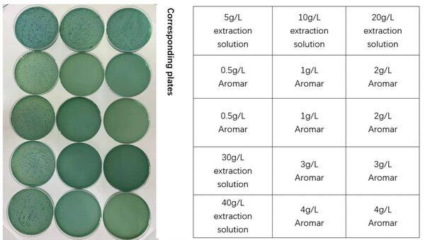 Antibacterial effect of plant extracts against Vibrio parahaemolyticus - Image 6