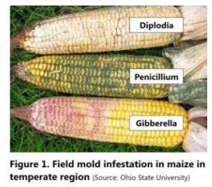 How many mycotoxins should be analyzed in Indian Poultry Feeds and Raw Materials? - Image 1