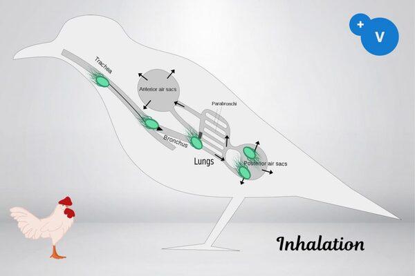 How to use essential oils to mitigate the risks of respiratory colibacilosis - Image 3