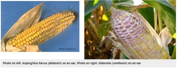 Crop Quality Hurt by Rains - Image 1