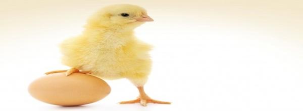 Vegetable proteins can replace animal proteins - Image 5