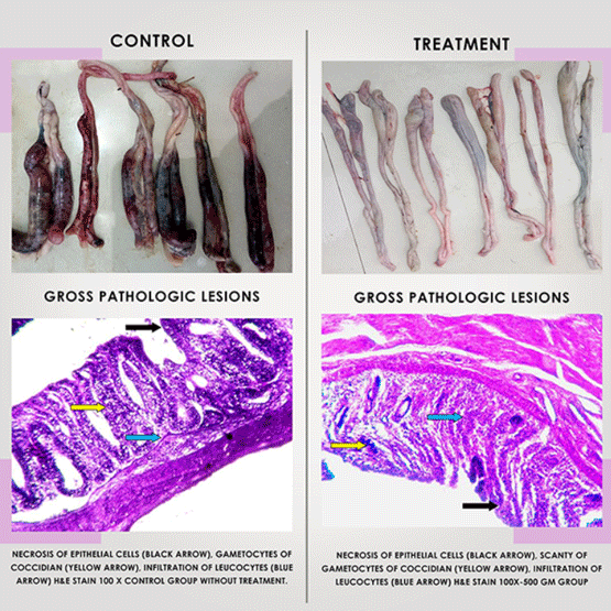 Poultry Coccidiosis: Associated Antibiotic Overuse and Effective Alternatives - Image 1