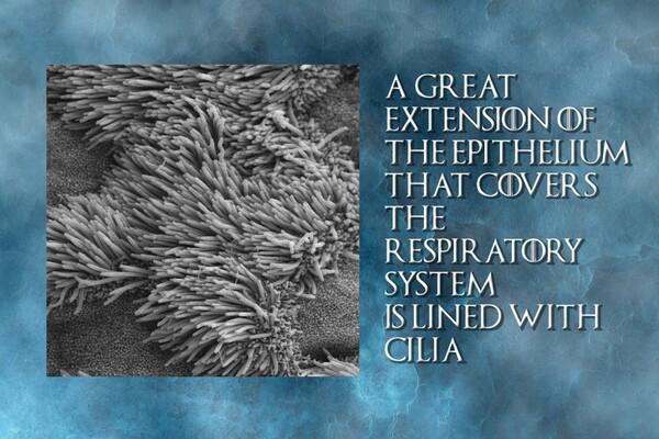 Winter is coming! We help you to keep respiratory problems under control! - Image 2