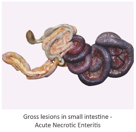 Challenging Re-emergence of Necrotic Enteritis in Poultry - Image 1