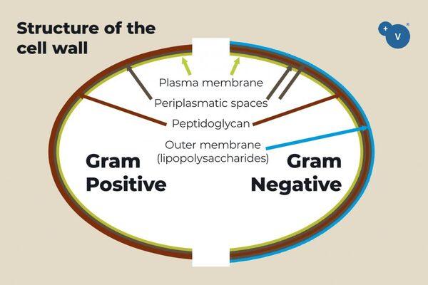 Phytogenics and antibiotics have synergistic effects - Image 2