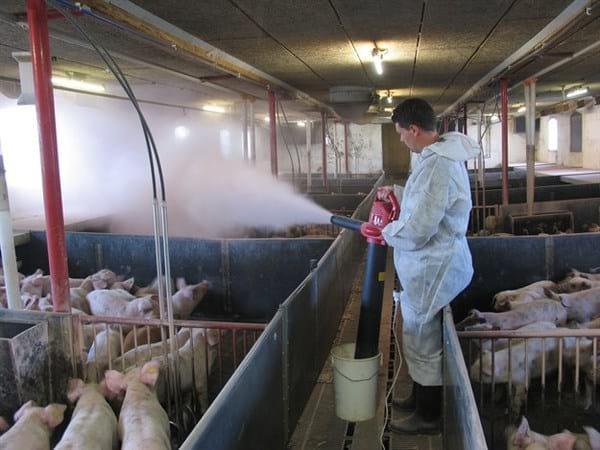As part of biosecurity Stalosan F is able to reduce antibiotic treatments - Image 2