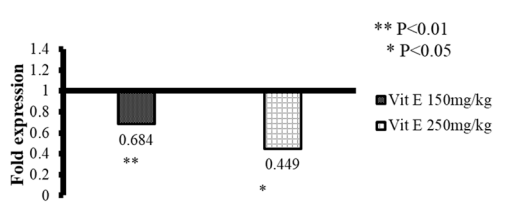 Figure 1 - Effect of vitamin E supplementation on HSP70 expression during hot humid summer on 28th day. 