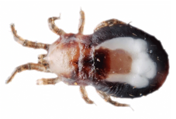 What are Red Mites? How to Identify Them.