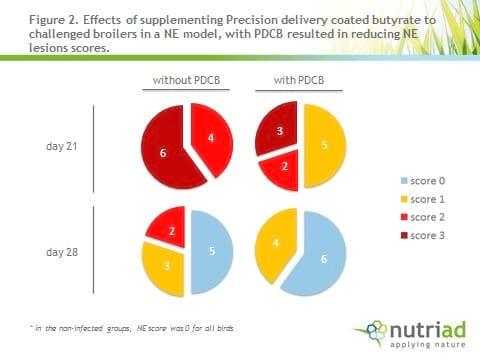 Antibiotics Alternatives: the multiple effects of butyrate - Image 3