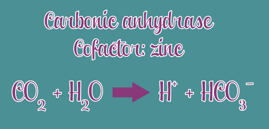 Effects of mycotoxins on eggshell quality: inhibition of the synthesis of carbonate