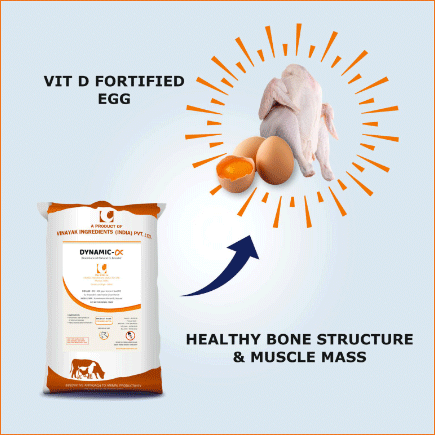 Vitamin D3, Alpha Vitamin for Poultry in its Most Active Form - Image 4