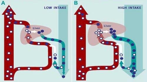 Reproductive Performance in High-producing Dairy Cows: Can We Sustain it Under Current Practice?- Part II - Image 10