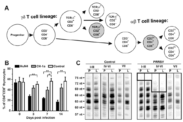 IPVS - Viral Disease in Swine: An Immunologist’s Perspective with Focus on PRRS - Image 1