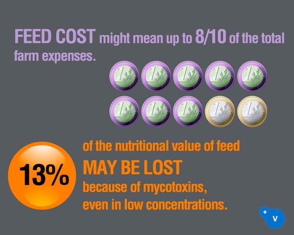 Why mycotoxins make you lose the money invested in feed? - Image 2