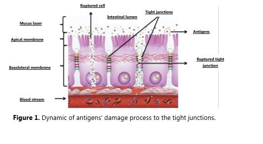 The relationship between intestinal microbiota and the innate immune system: The role of the yeast cell wall in this process - Image 1