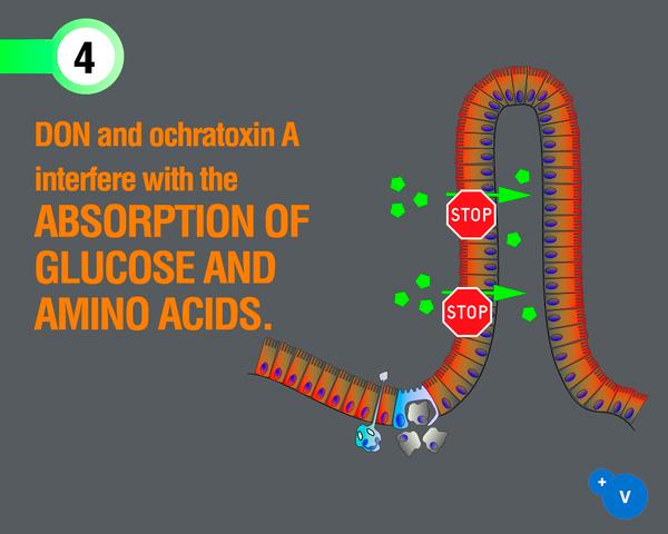 Why mycotoxins make you lose the money invested in feed? - Image 9