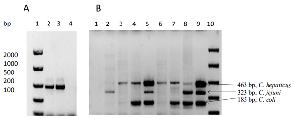 Figure 2 - Panel A: PCR identification of C. hepaticus in microbially complex samples. Lane 1: Molecular size standards, EasyLadder (Bioline); Lanes 2 and 3: DNA extracts from chicken caecum samples from birds with clear clinical indications of SLD; Lane 4: Negative control – chicken caecal DNA from a bird from a flock with no history of SLD. Panel B: Multiplex identification of C. hepaticus, C. jejuni and C. coli in caecum samples from chickens (lanes 2-8); lane 1, no DNA negative control; lane 9, spiked DNA positive control; lane 10, Molecular size standards, EasyLadder (Bioline). 