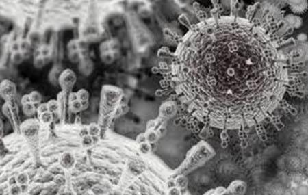 Minimising the Risk of Avian Influenza on Free-Range Farms - Image 1