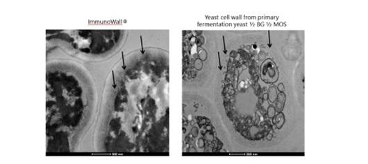 ImmunoWall: technology for healthier poultry feed and Salmonella control - Image 1