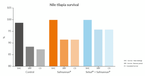 Boosting tilapia performance - Image 4