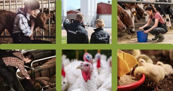 Feed conversion ratio has a major impact on feeding costs in all situations - Image 1