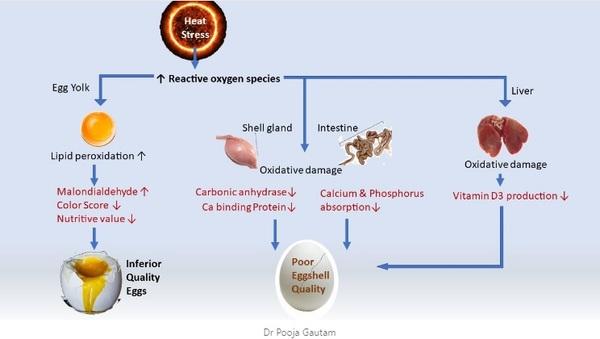 Mechanism of Poor Egg Quality in Summer - Image 1
