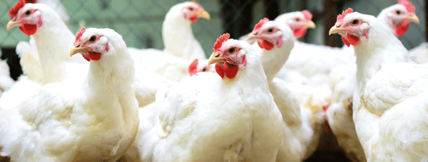 Poultry Coccidiosis: Associated Antibiotic Overuse and Effective Alternatives