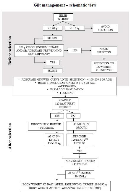  Schematic view of gilt management from birth to first weaning. The recommendations may vary among genetics lines.