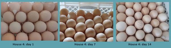Success case: PlusProtect Digestive and PhytoMax boost productivity in breeding hens - Image 2